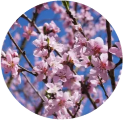 Mandel­blüten-Arrangement